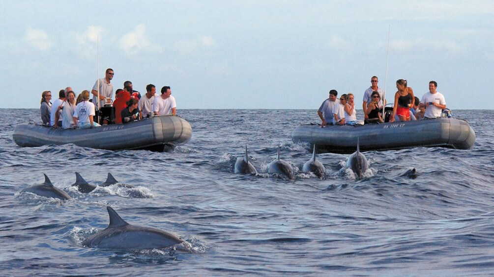 passengers in RIB watch dolphins swimming in Kauai