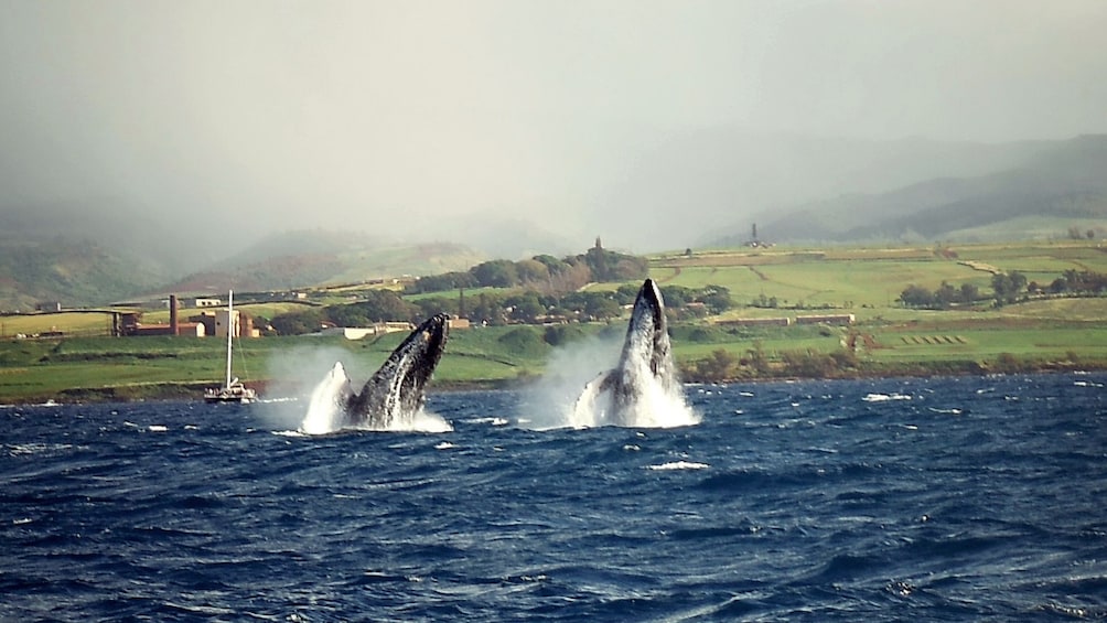 two humpback whales breeching ocean surface in Kauai