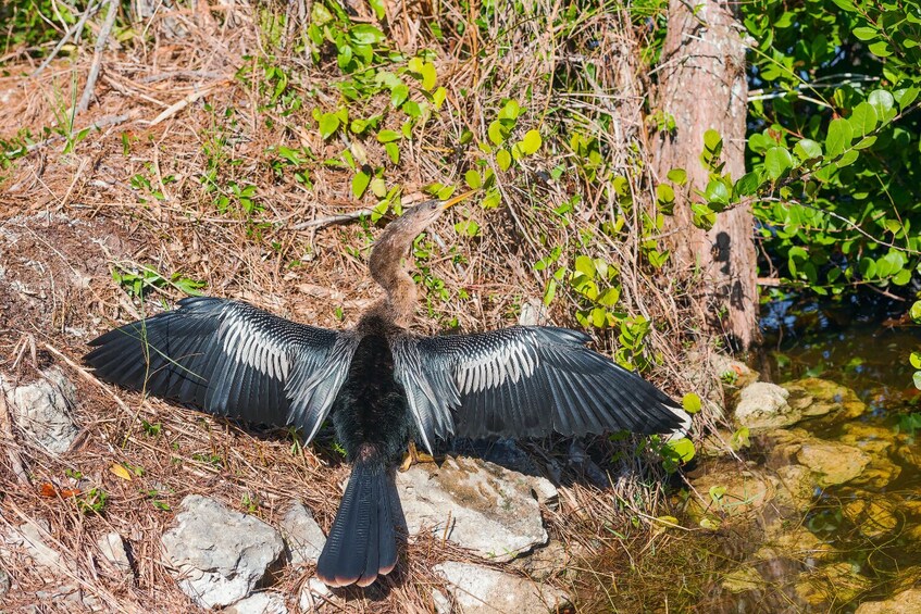 Big Cypress Florida Self-Guided Driving Tour