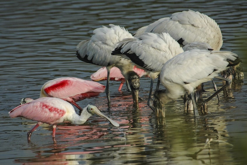 Everglades Tour: Self-Guided Drive