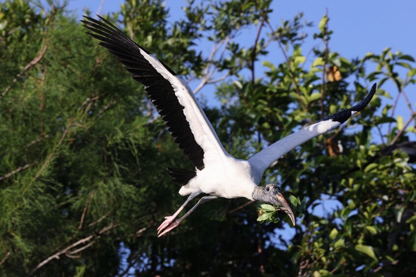 Everglades Tour: Self-Guided Drive