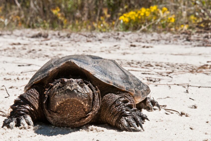 Everglades Tour: Self-Guided Drive