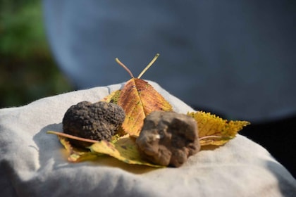 Dari Turin: Berburu Truffle Setengah Hari dan Makan Siang di Piedmont