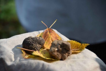 Torinosta: Puolen päivän tryffelien metsästys ja lounas Piemontessa