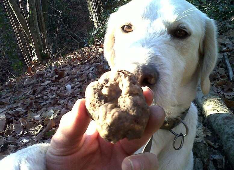 Picture 2 for Activity From Turin: Half-Day Truffle Hunting and Lunch in Piedmont