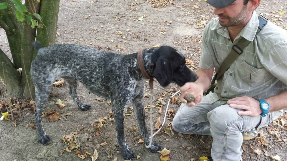 Picture 7 for Activity From Turin: Half-Day Truffle Hunting and Lunch in Piedmont