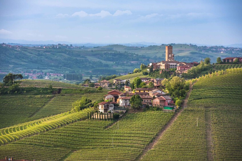 Picture 10 for Activity From Turin: Half-Day Truffle Hunting and Lunch in Piedmont