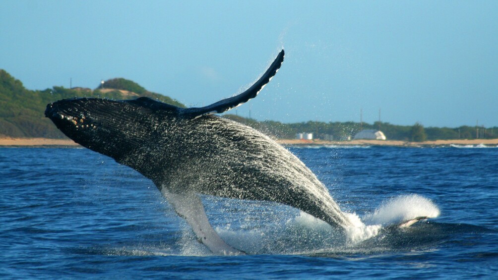 Whale jumping out of the water