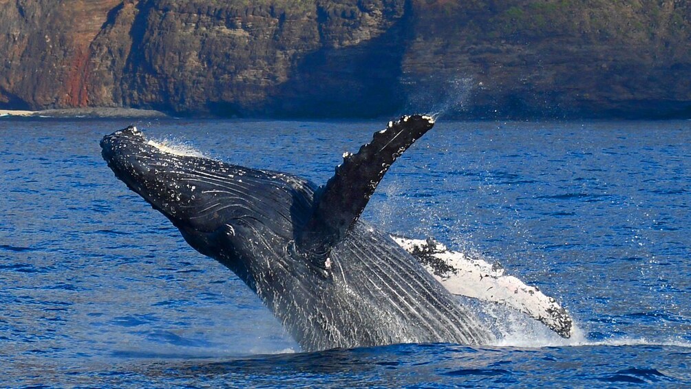 Whale jumping out of the water