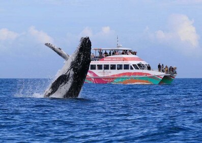 Hervey Bay: Half-Day Whale-Watching Cruise