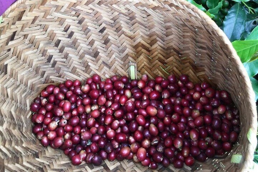 Vietnam Specialty Coffee Hand Brewing and Tasting Experience 