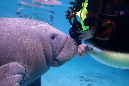 Small Private Manatee Swim Tour for up to 6
