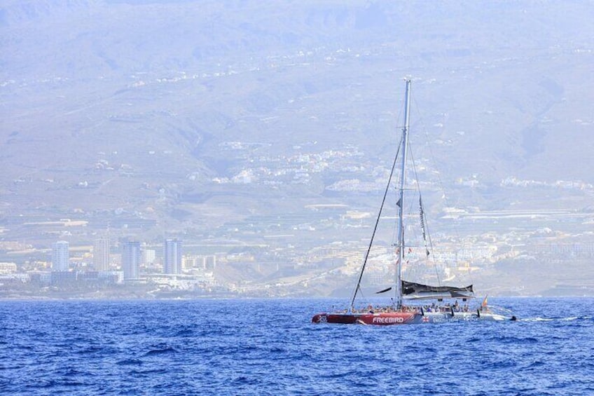 Exclusive Freebird Catamaran Whale and Dolphin Cruise to Caleta