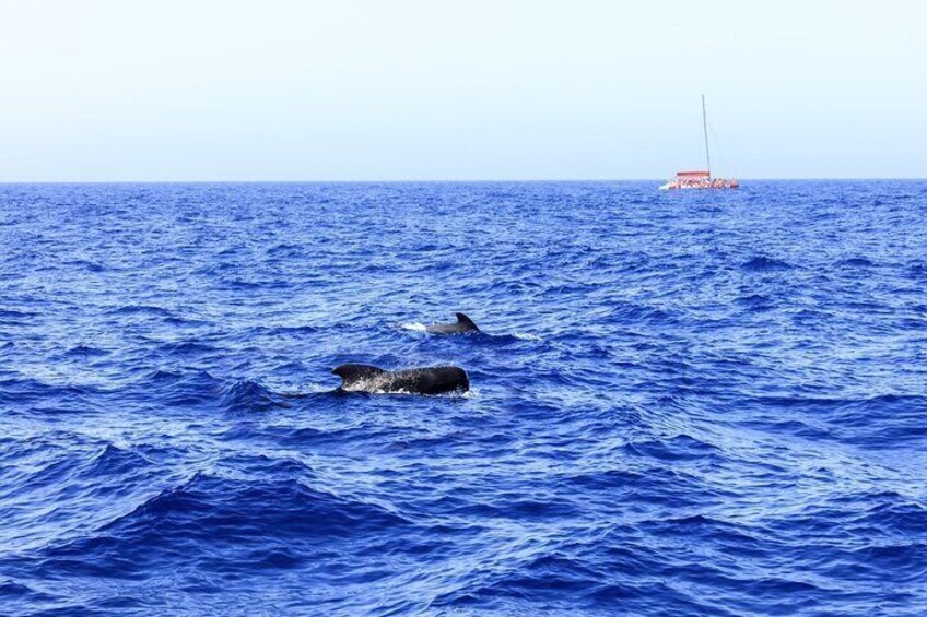 Exclusive Freebird Catamaran Whale and Dolphin Cruise to Caleta