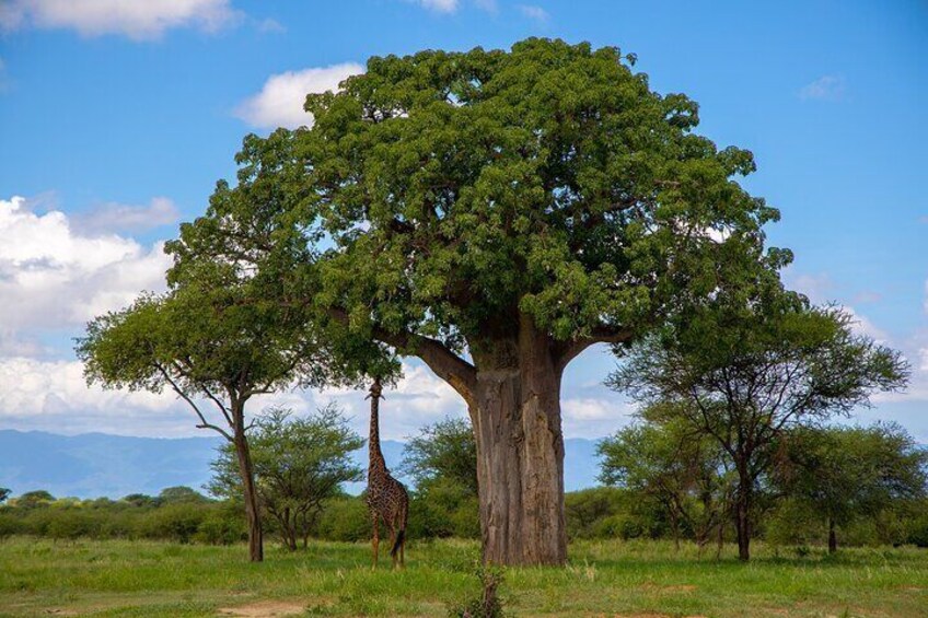 Baobab tree Tarangire