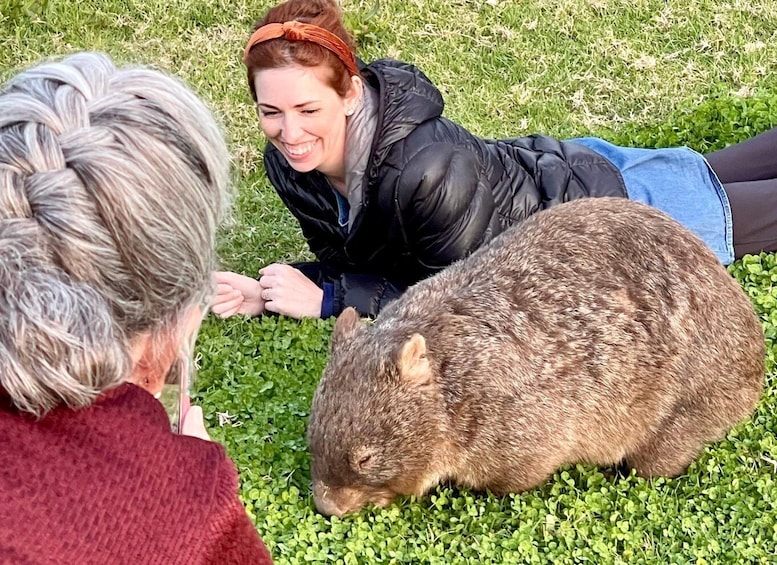 Picture 6 for Activity Sydney: Wild Wombats and Kangaroo Experience