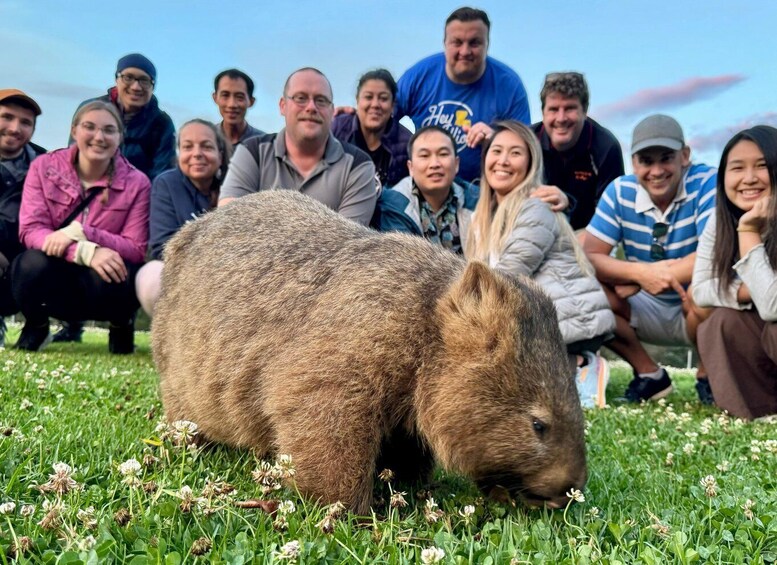 Picture 2 for Activity Sydney: Wild Wombats and Kangaroo Experience