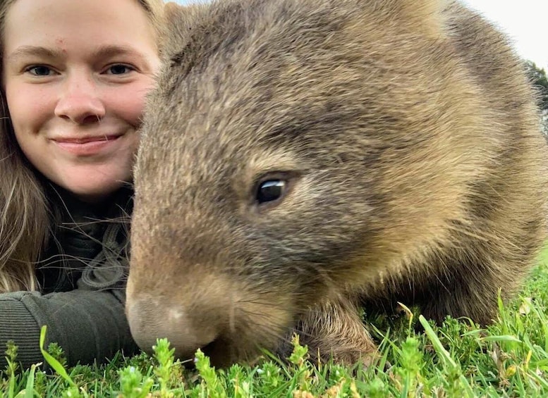 Sydney: Wild Wombats and Kangaroo Experience