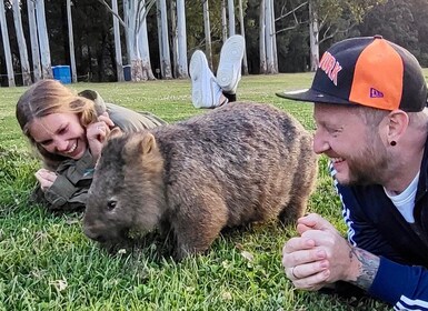 シドニー野生のウォンバットとカンガルー体験