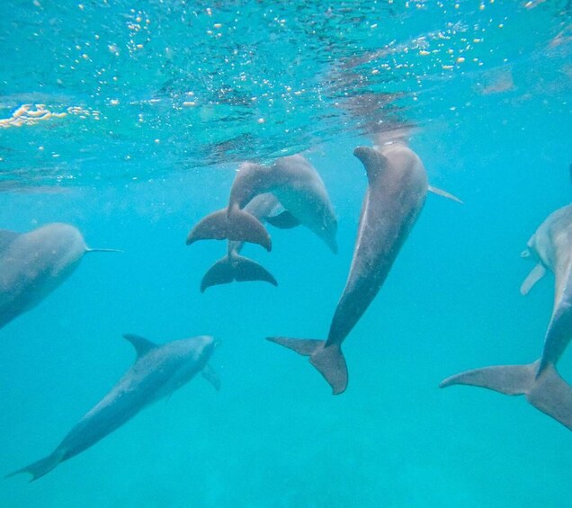 Picture 11 for Activity Wasini: Scenic Boat Trip with Breakfast, Lunch, & Snorkeling