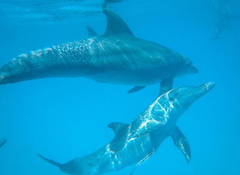 Picture 1 for Activity Wasini: Scenic Boat Trip with Breakfast, Lunch, & Snorkeling