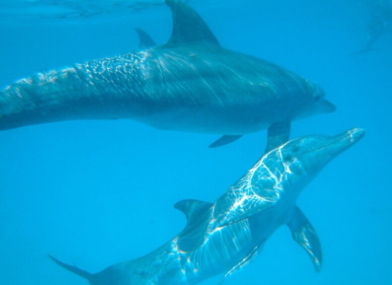 Picture 1 for Activity Wasini: Scenic Boat Trip with Breakfast, Lunch, & Snorkeling