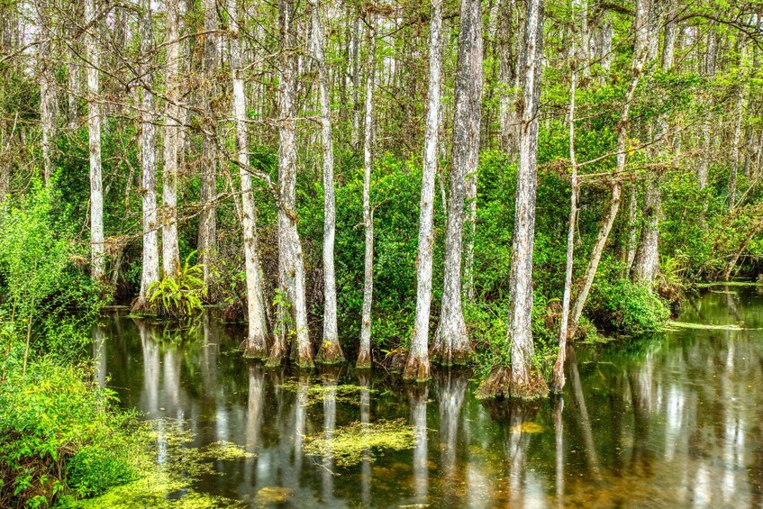 Everglades NP and Big Cypress NP Self Guided Driving Tour Bundle