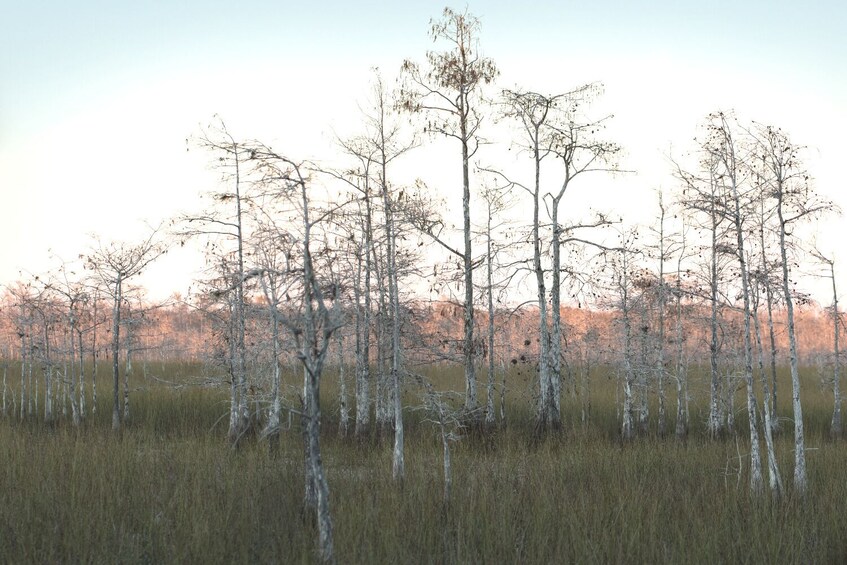 Everglades NP and Big Cypress NP Self Guided Driving Tour Bundle