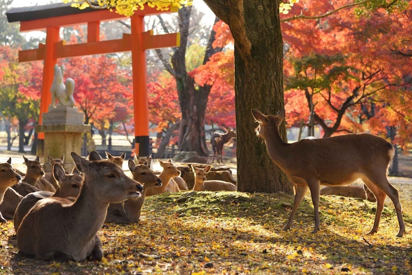 Picture 9 for Activity From Osaka or Kyoto: Kyoto & Nara 1 Day Bus Tour