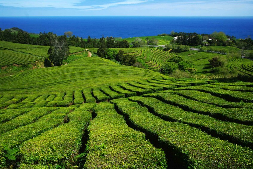 Picture 3 for Activity From Ponta Delgada: Lagoa do Fogo & Hot Springs Day Trip