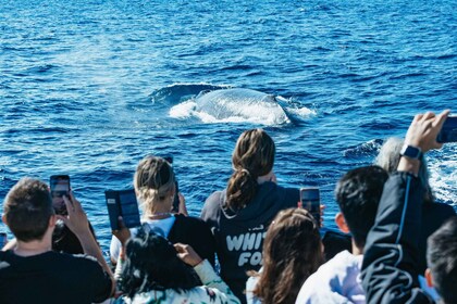 Spirit of Gold Coast 2,5-Stunden-Walbeobachtungstour