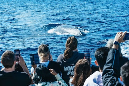 Tour de avistamiento de ballenas de 2,5 horas por Spirit of Gold Coast