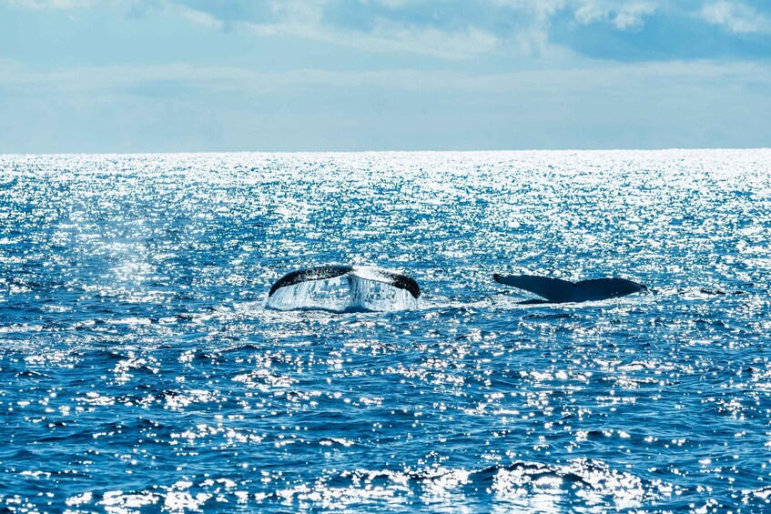 Picture 1 for Activity Spirit of Gold Coast 2.5-Hour Whale Watching Tour