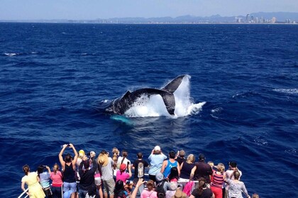 Tour de avistamiento de ballenas de 2,5 horas por Spirit of Gold Coast