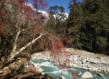 Desde Katmandú: caminata corta por el valle de Langtang 6 días