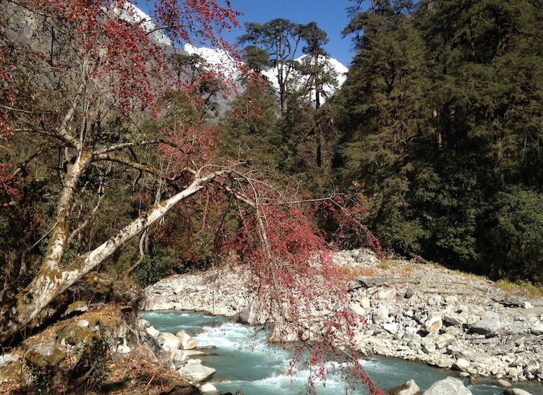 Picture 9 for Activity From Kathmandu: Short Langtang Valley Trek 6 Days