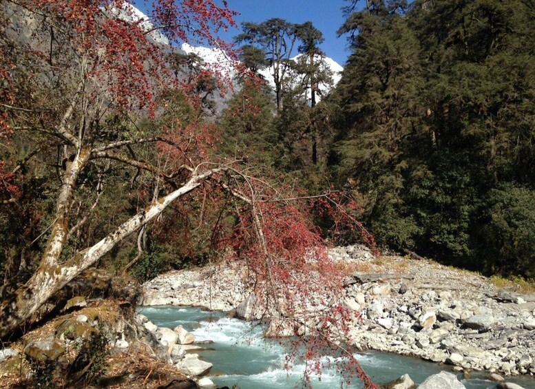 Picture 9 for Activity From Kathmandu: 11-Day Langtang Valley Trek with Porter