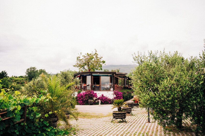 Pompeii with Panoramic Winery Lunch on Vesuvius: Day Trip from Rome 