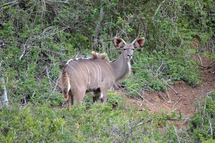 Addo Elephant Park Tour with Port Pickup