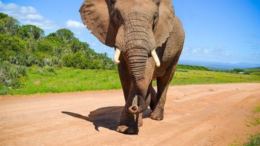 Addo Elephant Park Tour with Port Pickup