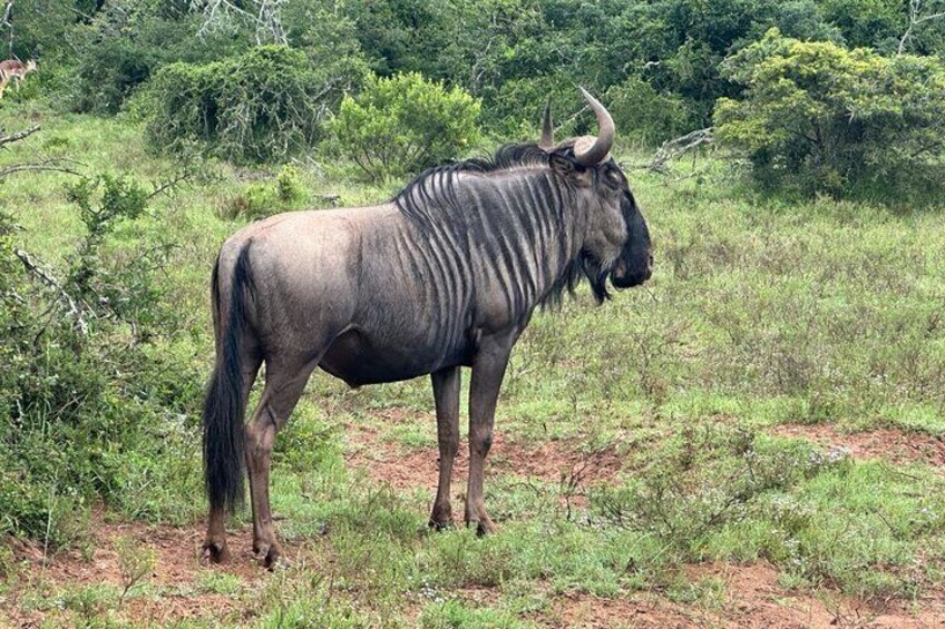 Schotia Game Reserve Tour with Port Pickup, Next to Addo Park