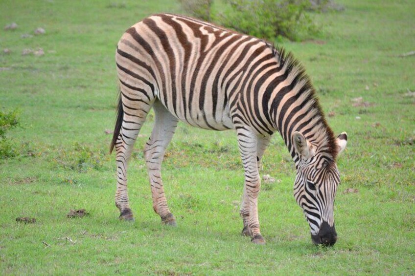 Addo Elephant Park Tour with Port Pickup