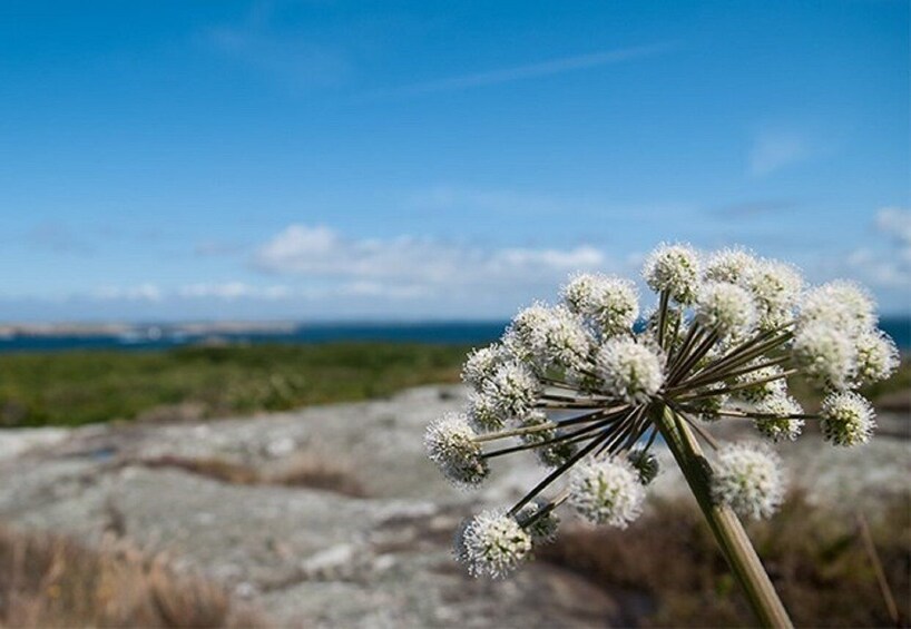 Picture 2 for Activity Lilla Bommen: 4-Hour Guided Boat Tour to Vinga Island