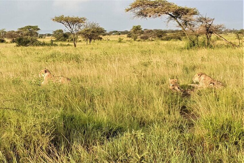 Multi-Day Safari to Serengeti National Park from Zanzibar with Flights