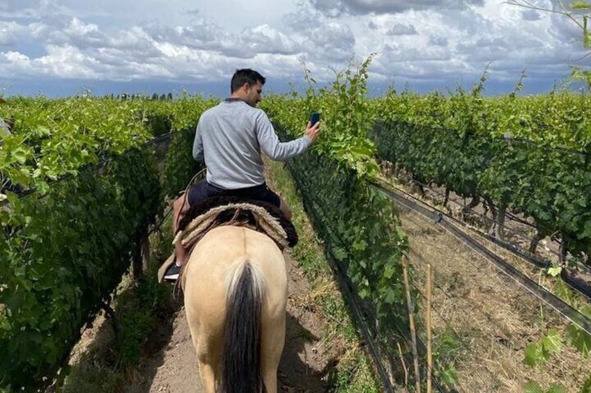 Horseback riding through vineyards