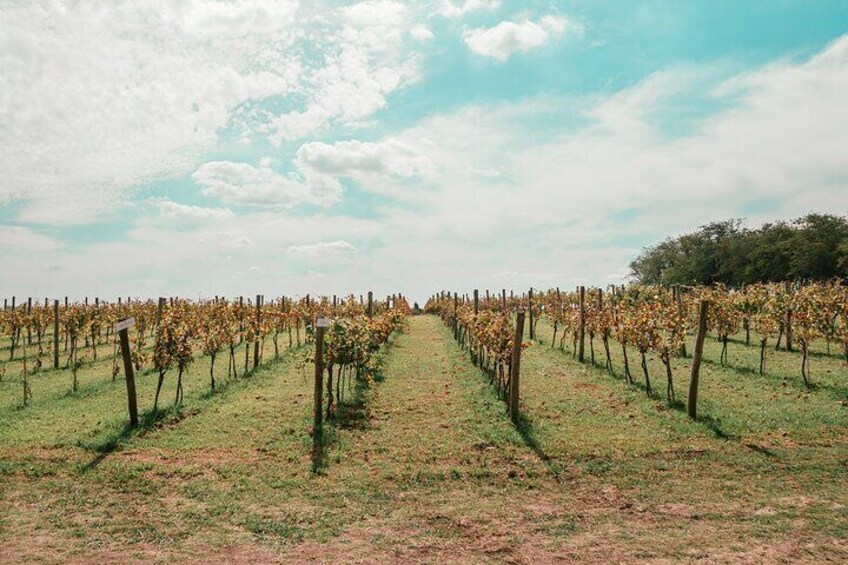 Winery and Tasting Experience in Buenos Aires