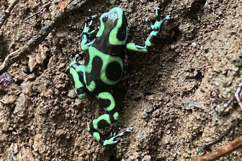 Green poison dart frog