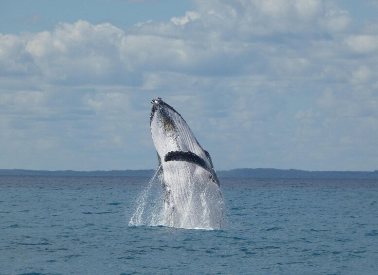 Picture 6 for Activity Hervey Bay: Ultimate Whale Watching Experience