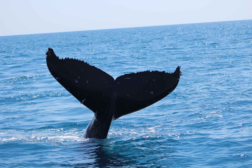 Picture 10 for Activity Hervey Bay: Ultimate Whale Watching Experience