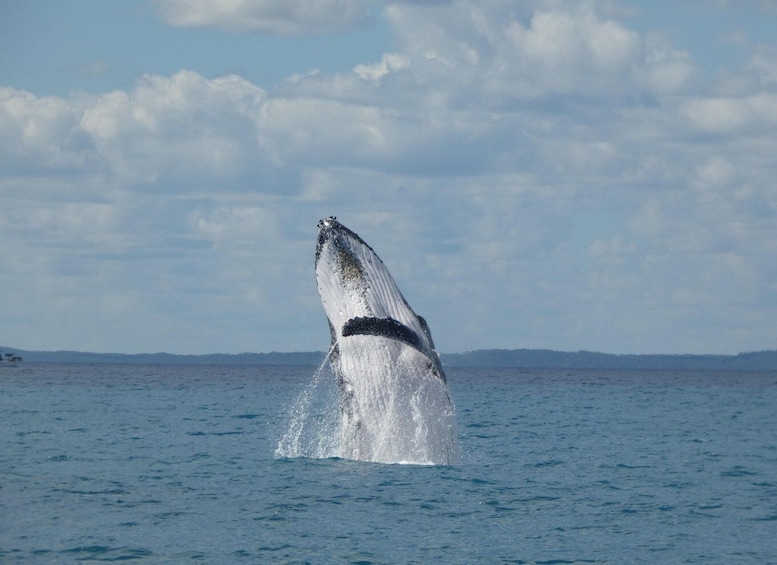 Picture 6 for Activity Hervey Bay: Ultimate Whale Watching Experience